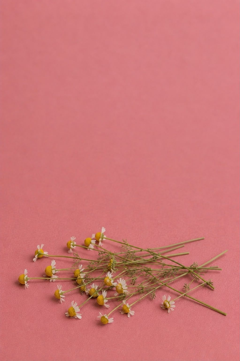 Flores de manzanilla recién cortadas sobre un fondo rosado